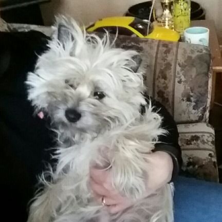 Rodent-repelling, lap-swimming, back-of-chair napping, middle-of-the-night-barfing cairn terrier. Utterly spoilt and well loved. Private in #ZSHQ