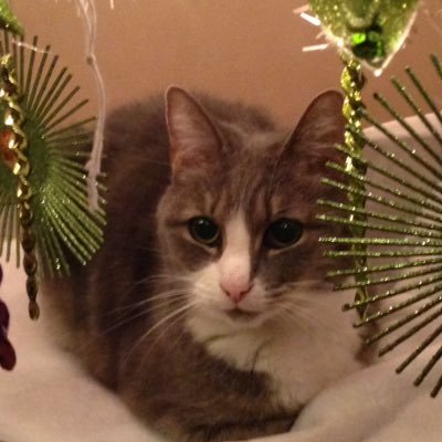 Ellebelle5505's profile picture. Music....Music....Music!