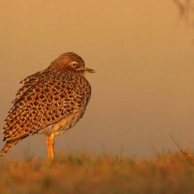 Hobbyist bird photographer