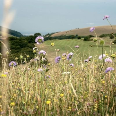 pyecombe_greens's profile picture. Greenkeeping team. Caretakers for 240 acres in the heart of the south downs national park.  STRI Environmental Golf Club Of The Year 2016.