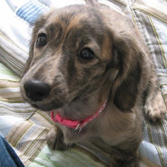 fixallia's profile picture. 名古屋の会社でプログラム組んでいます。