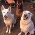 SCOTTIE 🏴🇮🇲 🇵🇸 🌱❤️🐾 (@rolandbutter007) Twitter profile photo SCOTTIE 🏴🇮🇲 🇵🇸 🌱❤️🐾 (@rolandbutter007) Twitter profile photo