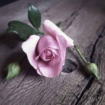 Saraayad2004's profile picture. أتغافل لأعيش بسلام❤