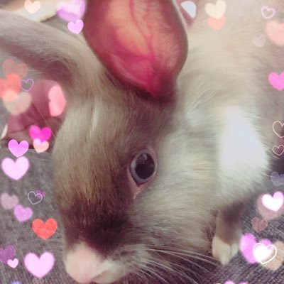 元気で暴れん坊だけど実はすっごく憶病者でびびりなろぴさん♀🐰🐰そんなろぴの成長記録です(❁´◡`❁)皆さんに可愛さ癒しをお届けします❤❤