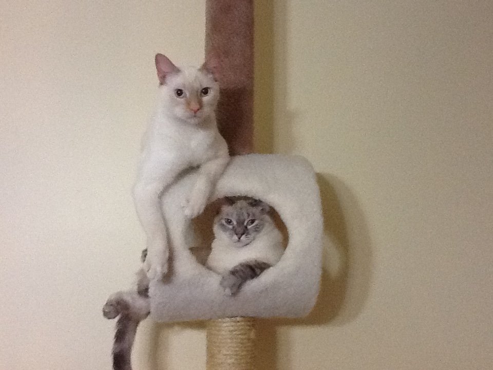 findingleelo's profile picture. im too good for the hut