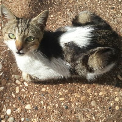 chacimusaoglu's profile picture. Zekamdan dolayı kötümser, irademden dolayı iyimserim. Atatürk sevdalısı ve onun devrimlerinin iflah olmaz savunucusu