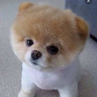 ビワやな (@biwayadee) 's Twitter Profile