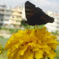 Hill Tiger (@hilltiger03) 's Twitter Profile