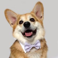 iz on the net (@ismaellopezco) Twitter profile photo