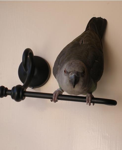 Birder