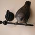 Charmaine Ganson (@birderganson) Twitter profile photo