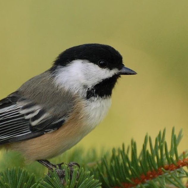 Sales Representative with Meridian Bird Removal Services, I work with Managers and Facility Managers in solving their BIRD ISSUES.