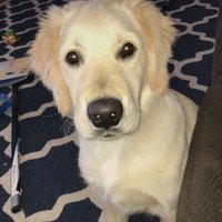 Yukon Corneilus (@b_ingalsbe) 's Twitter Profile
