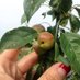 Greenpoint Cidery (@gptcidery) Twitter profile photo Greenpoint Cidery (@gptcidery) Twitter profile photo