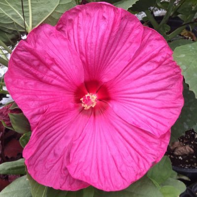 pleasantviewgdn's profile picture. Garden Consultation, Design, Installation, and Maintenance - owner Anita Volkenant