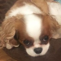 Kathy Shutts (@simpsongrad03) 's Twitter Profile