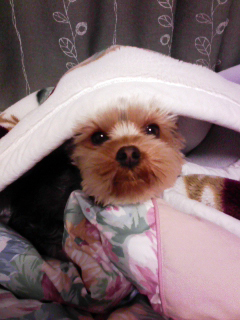 hashizume_aplus's profile picture. 中野区のホームページ制作・システム開発会社に勤務しています。
ホームページ制作担当です。
多くの人に愛されるホームページを作りたい！お客様の思いが伝わるホームページを作りたい！そう思っています。