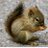 HouseSquirrel's profile image