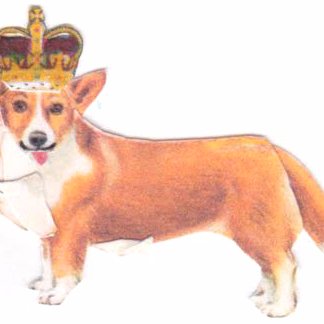 CorgJulia Profile Picture