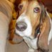 TrumpThumper (@sa_thumper) Twitter profile photo TrumpThumper (@sa_thumper) Twitter profile photo