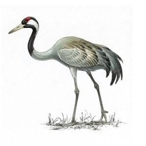 Crane800 Profile Picture