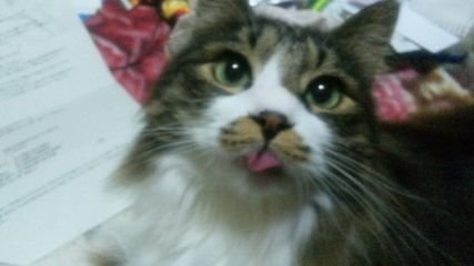 nana-cat@6/15 〜16 モノヴィレッジ♪さんのプロフィール画像
