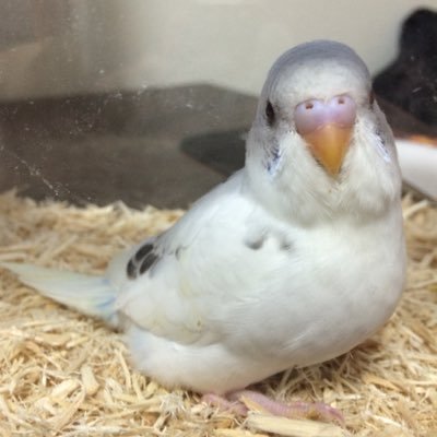 海老アヒージョさんのプロフィール画像