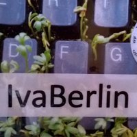 Iva Berlin/IvaBerlin (@iva_berlin) 's Twitter Profile