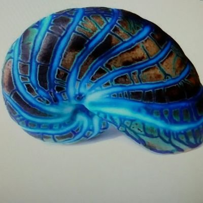 ForeshoreFossil's profile picture. We sell beautiful, quality Fossils, we deliver high levels of customer service, we create employment for the most disabled & we make a positive difference.