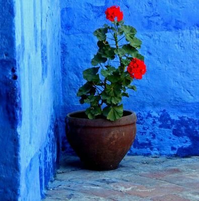 haniefdv's profile picture. 