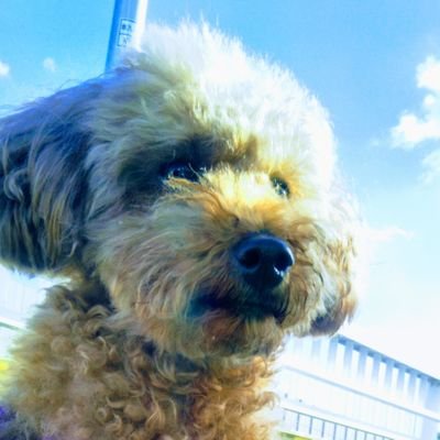 愛犬ノンキ 番組が潰れる程の規制 これを圧力と言わずなんというのか 小倉智昭 ｓｍａｐ発言に 縛り あった 言ったらこの番組潰れますよ サンケイスポーツ Yahoo ニュース T Co E0p7evjenk Yahooニュース