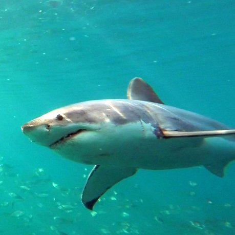 Cage-diving with a Conscience. Join the #SharkTeam and experience the marine life of Gansbaai, South Africa. 

Education | Conservation | Research | Community