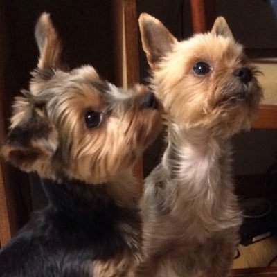 keikee4649's profile picture. 仕事変わって、ゼロから始めて10年。ようやく高齢者施設のケアマネしてます。 🎵は #矢沢永吉と #QUEEN。⚽️は #ジュビロと #エスパルス。 ⚾️は #日ハムと #阪神。 プロレスは #NOAH の #谷口周平。あと、#ヨーキー が大好きです💕