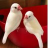 yoncha1107's profile picture. 白文鳥おん🐥ちぃ🐥てて🐣とと🐥ろろ🐣よよ🐥＆黒豆柴はに🐕‍🦺との楽しい毎日🏡無言フォロー失礼します🙇🏻‍♀️