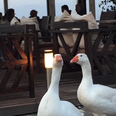 I'm out of my mind. please leave a message