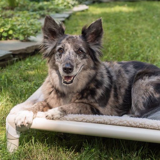 Kuranda dog beds are the most sturdy, comfortable beds available. The exclusive choice of dog beds for thousands of animal shelters and boarding kennels.