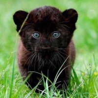 gansino (@gansino) 's Twitter Profile