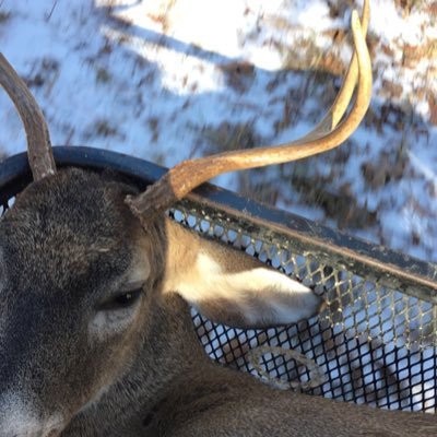 Snapchat:lil_dad48 Instagram:deermeatfordinner_hunting YouTube :deermeatfordinnerhunting #deermeatfordinnerhunting