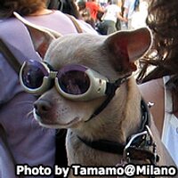 Tamamo Cross(@tamamo) 's Twitter Profile Photo