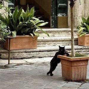 MissykyMissy's profile picture. Proud parent of 2       Five time cancer survivor Tomato hobbyist