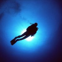 Terry (@terry_diver) 's Twitter Profile