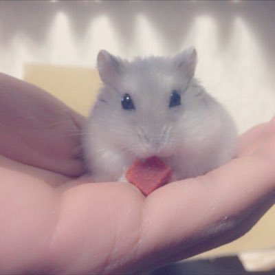 Ryouthan0602's profile picture. 主にアクアやってます 、爬虫類や小動物も好きです！     最近はまたカブクワが自分の中であついです笑