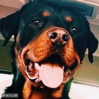 Bella Fogal Rottweilers(@BellaFogalRotts) 's Twitter Profile Photo