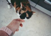 Furmummy's profile picture. 62, female, animal online rescue networker and advocate, cat rescuer, with 26 cats,  bibliophile, techy type. Ex RAF Jet Eng Technician.  Urgent Cats of CCAC FB