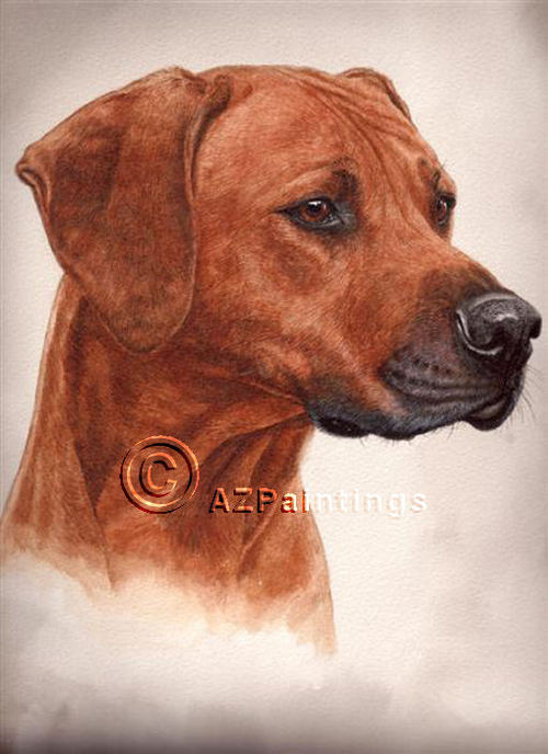 ZejakRidgebacks's profile picture. Breeders of Rhodesian Ridgebacks with outstanding temperaments...visit our website for further info :-)