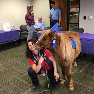 Miniature Therapy Horses visiting facilities and homes serving abused and at-risk Children, Veterans, Hospitals, Senior Centers. Rescue Rehabilitate and adopt.