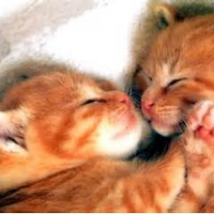 nhan_nhan_222's profile picture. 猫ってなんでこんなにかわいいんだろう～～。癒される(*'ω'*)♡そんな猫好きのかた集まれ～～っ☆一緒ににゃんにゃんで癒されましょう♡♡同じく猫好きの方、フォローRTお願いします=^_^=にゃん