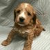 TeddyTheCockapoo (@the_cockapoo) Twitter profile photo TeddyTheCockapoo (@the_cockapoo) Twitter profile photo