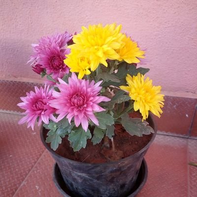 AS01052015's profile picture. Networking Engineer