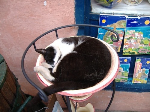 OnoHiromasa's profile picture. 吉備の黒豹